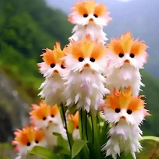 Cat Eye Dazzle Seeds and Free Organic Pot