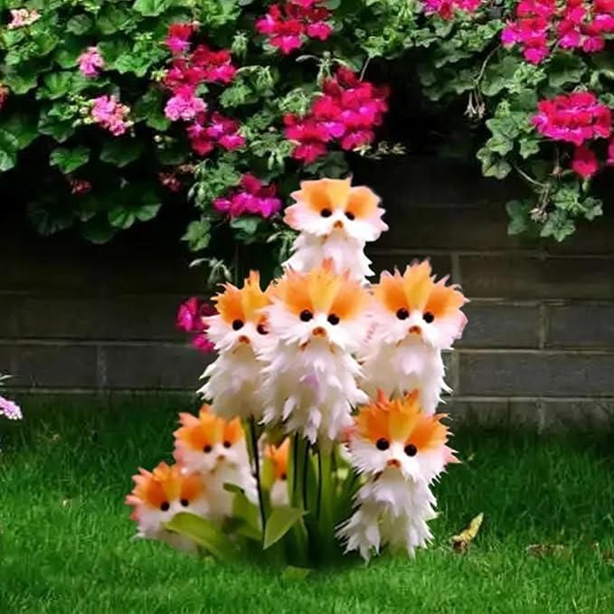 Cat Eye Dazzle Seeds and Free Organic Pot